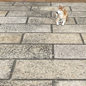 三日坊主よ、さようなら～